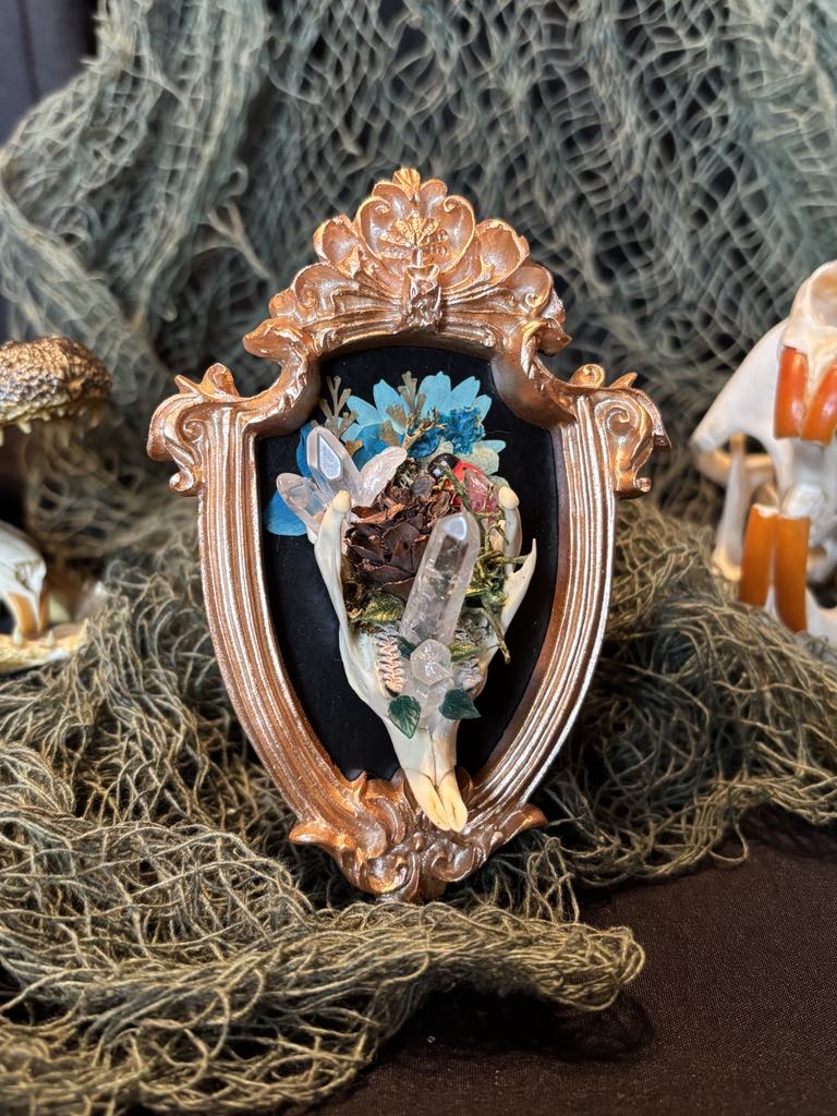Muskrat Skull Taxidermy Oddity Bone Art Home Decor Horror True Crime