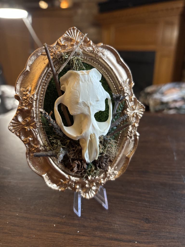 Muskrat Skull Taxidermy Oddity Bone Art Home Decor Horror True Crime