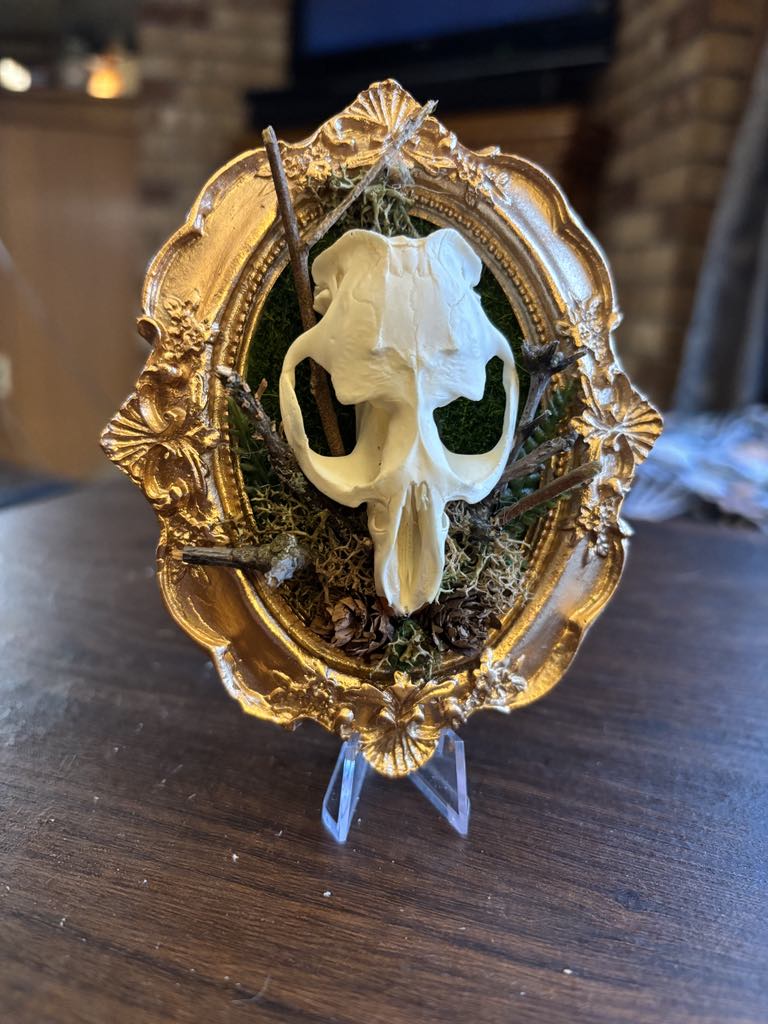 Muskrat Skull Taxidermy Oddity Bone Art Home Decor Horror True Crime