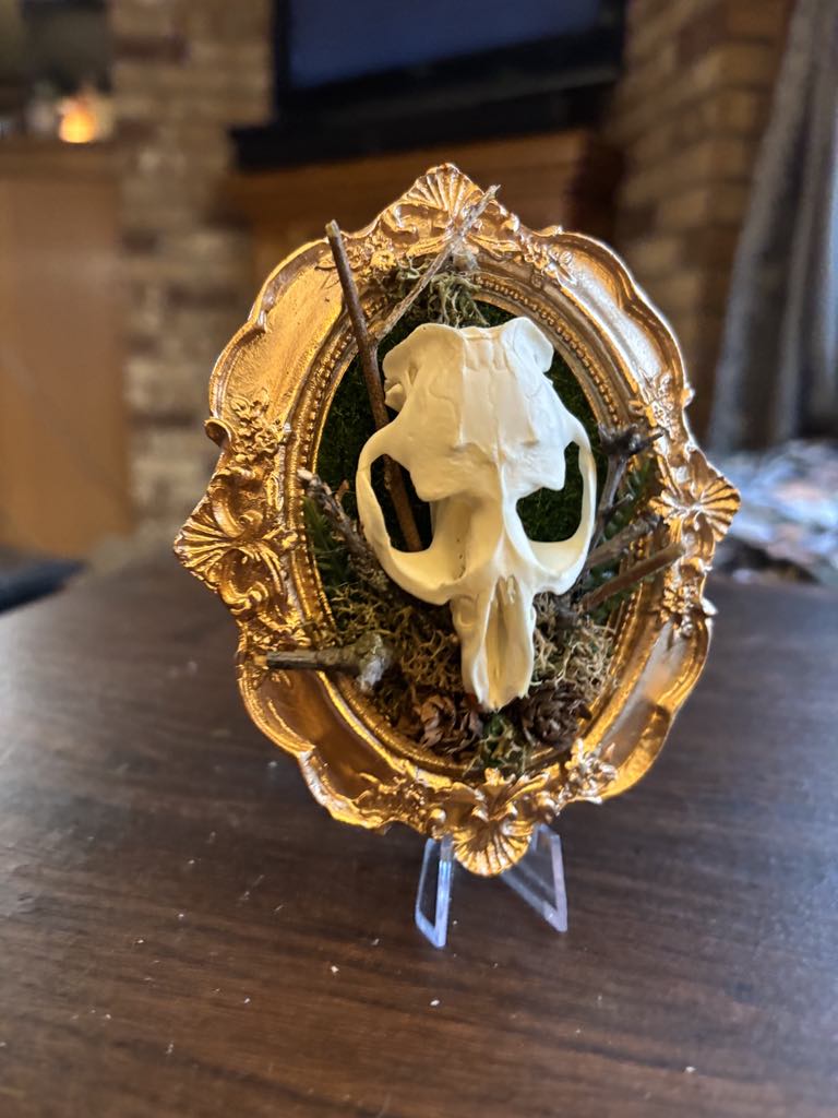 Muskrat Skull Taxidermy Oddity Bone Art Home Decor Horror True Crime