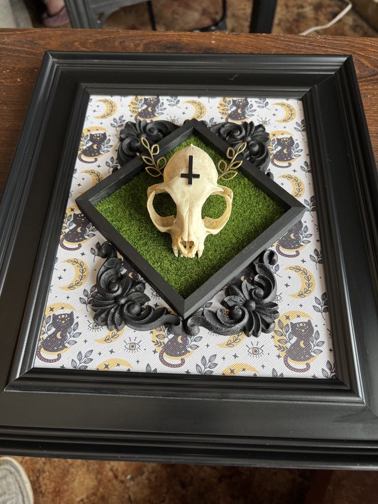 Cat Skull Taxidermy Oddity Bone Art Home Decor Horror True Crime