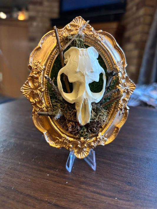 Muskrat Skull Taxidermy Oddity Bone Art Home Decor Horror True Crime