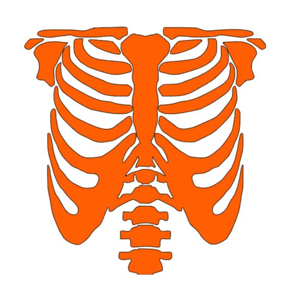 Skeleton Rib Cage Vinyl Decal Sticker Halloween Horror