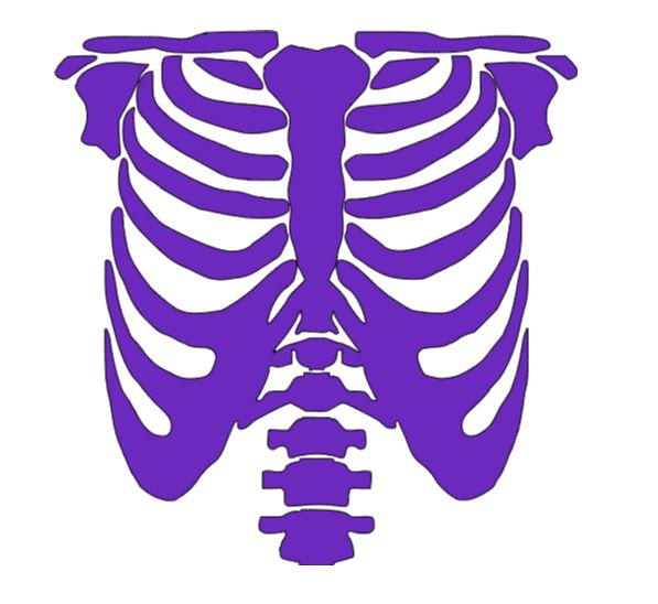Skeleton Rib Cage Vinyl Decal Sticker Halloween Horror