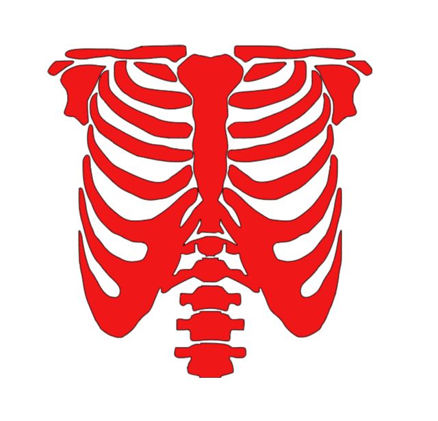 Skeleton Rib Cage Vinyl Decal Sticker Halloween Horror